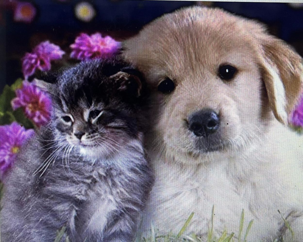 Dog Boarding, Petsitting Lake County Petsitting Clermont, Florida